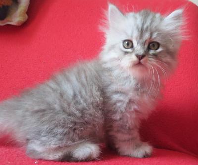 Jack - Persian Cat