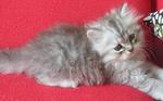 Jack - Persian Cat