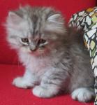 Jack - Persian Cat