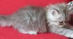 Jack - Persian Cat