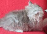 Jack - Persian Cat