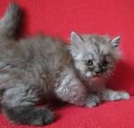 Shasha - Persian Cat