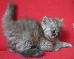 Shasha - Persian Cat