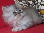 Oscar - Persian Cat