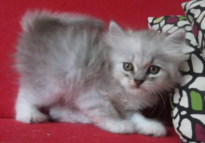 Rocky - Persian Cat