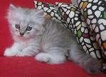 Rocky - Persian Cat