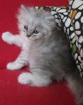 Rocky - Persian Cat