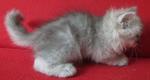 Rocky - Persian Cat