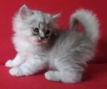 Dusty - Persian Cat