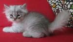 Dusty - Persian Cat