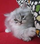 Dusty - Persian Cat