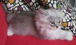 Dusty - Persian Cat