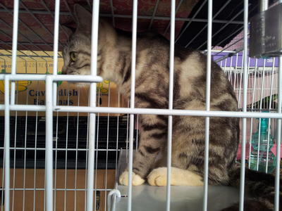 Micky And Lulu - American Shorthair Cat