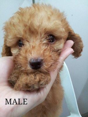 Toy Poodle - Poodle Dog