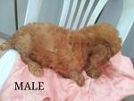 Toy Poodle - Poodle Dog