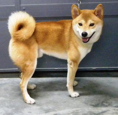 Hachi  - Shiba Inu Dog