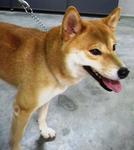 Hachi  - Shiba Inu Dog