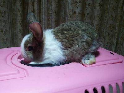 Mixed Anggora Rabbit - Angora Rabbit + Lionhead Rabbit