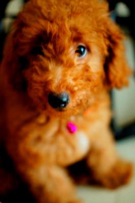 Pure Breed Toy Poodle - Poodle Dog