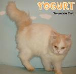 Yogurt - Persian Cat