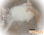 Yogurt - Persian Cat