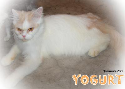 Yogurt - Persian Cat