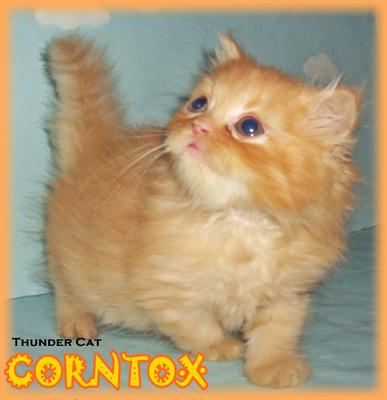 Corntox - Persian Cat