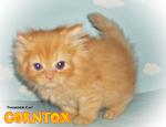 Corntox - Persian Cat