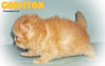 Corntox - Persian Cat