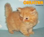 Corntox - Persian Cat