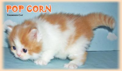 Pop Corn - Persian Cat