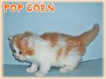 Pop Corn - Persian Cat