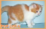 Pop Corn - Persian Cat