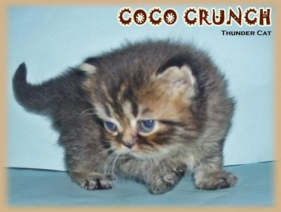 Coco Crunch (Semi Flat Face) - Persian Cat