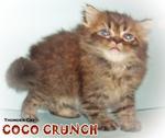 Coco Crunch (Semi Flat Face) - Persian Cat