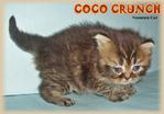 Coco Crunch (Semi Flat Face) - Persian Cat