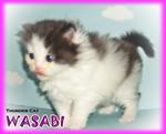 Wasabi - Persian Cat