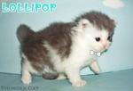 Lolipop - Persian Cat