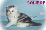 Lolipop - Persian Cat