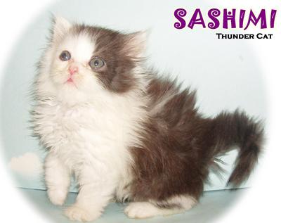 Sashimi - Persian Cat