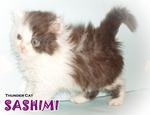 Sashimi - Persian Cat