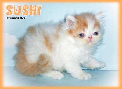 Sushi (Flat Face Persian) - Persian Cat