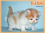 Sushi (Flat Face Persian) - Persian Cat