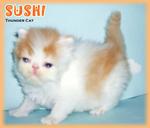 Sushi (Flat Face Persian) - Persian Cat