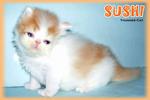 Sushi (Flat Face Persian) - Persian Cat