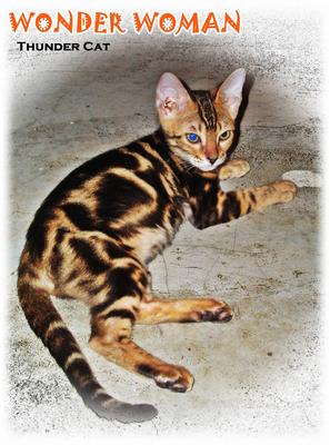 Wonder Woman (Golden Brown Marble) - Bengal Cat