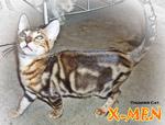 X-men (Rusty Brown Marble) - Bengal Cat