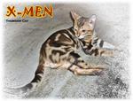 X-men (Rusty Brown Marble) - Bengal Cat