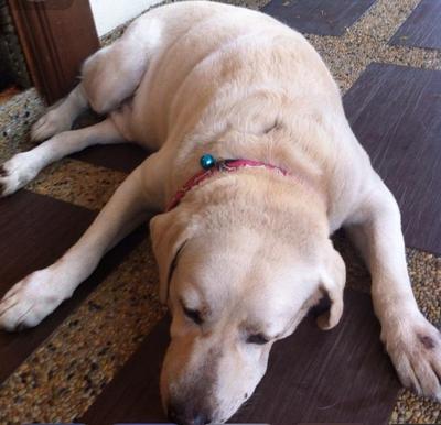 Boy - Labrador Retriever Dog