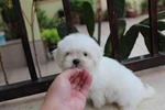 Taiwan Maltese Puppy With Mka Cert - Maltese Dog